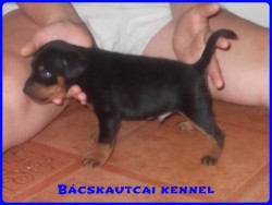 Bcskautcai Gerzson