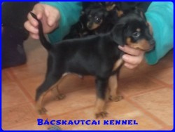 Bcskautcai Gerzson