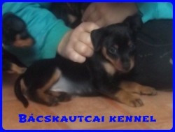 Bcskautcai Gerzson