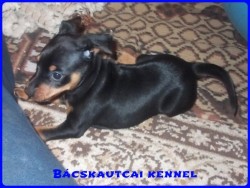 Bcskautcai Gerzson
