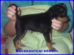 Bcskautcai Gerzson
