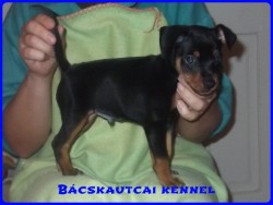 Bcskautcai Gerzson