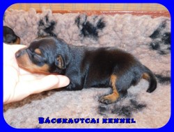 Bcskautcai Gaston Odin