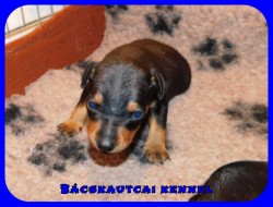 Bcskautcai Gaston Odin