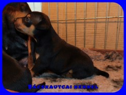 Bcskautcai Gaston Odin