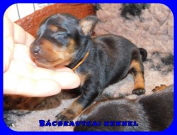 Bcskautcai Glria