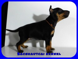 Bcskautcai Glria