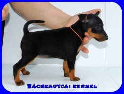 Bcskautcai Glria