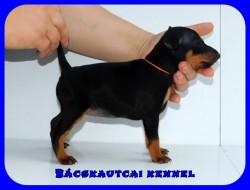 Bcskautcai Glria
