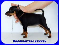 Bcskautcai Glria