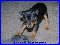 Bcskautcai Helga