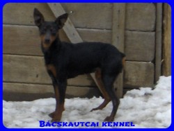 Bcskautcai Helga