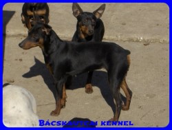 Bcskautcai Helga