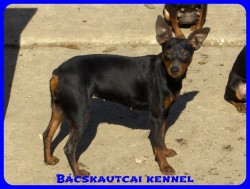 Bcskautcai Helga