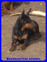 Bcskautcai Helga