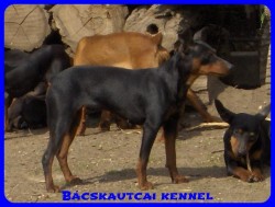 Bcskautcai Helga