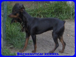 Bcskautcai Helga