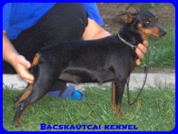 Bcskautcai Helga