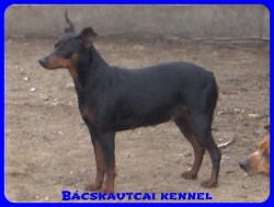 Bcskautcai Helga
