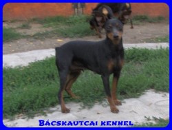 Bcskautcai Helga