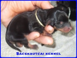 Bcskautcai Handy