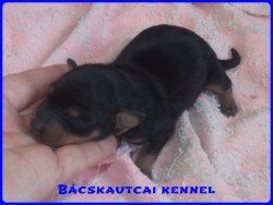 Bcskautcai Handy