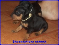 Bcskautcai Handy