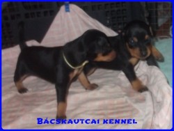 Bcskautcai Handy
