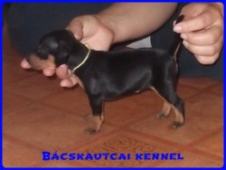 Bcskautcai Handy