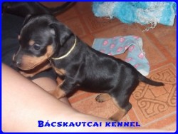 Bcskautcai Handy