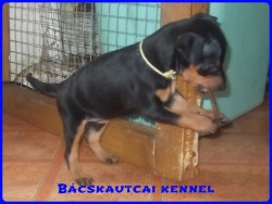 Bcskautcai Handy