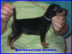 Bcskautcai Handy
