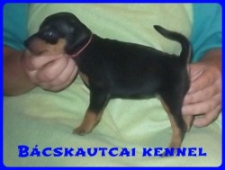 Bcskautcai Holly
