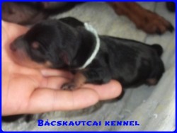 Bcskautcai Hunor Marshall