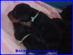 Bcskautcai Hunor Marshall