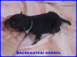 Bcskautcai Hunor Marshall