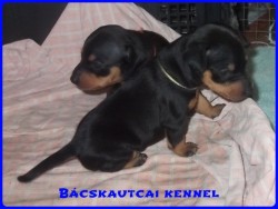 Bcskautcai Hunor Marshall