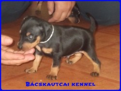 Bcskautcai Hunor Marshall
