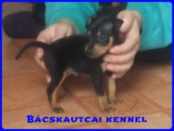 Bcskautcai Hunor Marshall