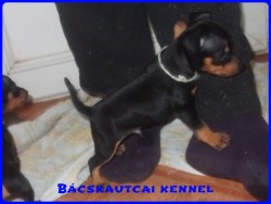 Bcskautcai Hunor Marshall