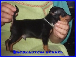 Bcskautcai Hunor Marshall