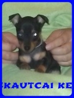 Bcskautcai Hunor Marshall