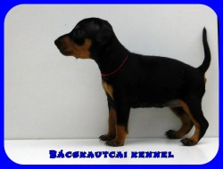 Bcskautcai Haidi