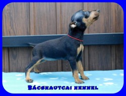 Bcskautcai Haidi