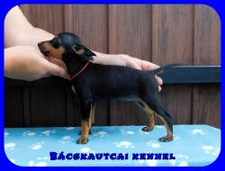 Bcskautcai Haidi