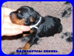 Bcskautcai Hamvas Fge