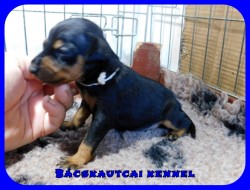 Bcskautcai Hamvas Fge