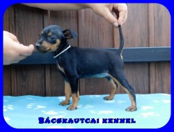 Bcskautcai Hamvas Fge