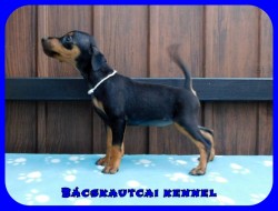 Bcskautcai Hamvas Fge