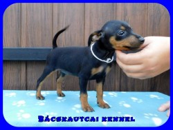 Bcskautcai Hamvas Fge